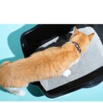 Arm & Hammer Cat Litter Box