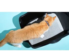 Arm & Hammer Cat Litter Box