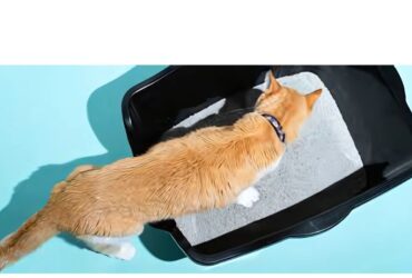 Arm & Hammer Cat Litter Box