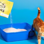 Best Tidy Cats Litter