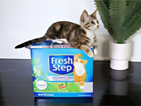 Fresh Step Cat Litter