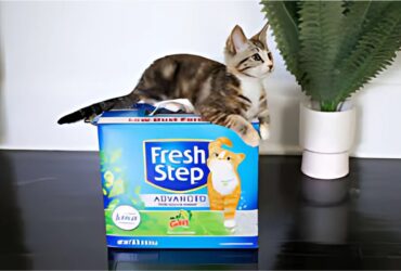 Fresh Step Cat Litter