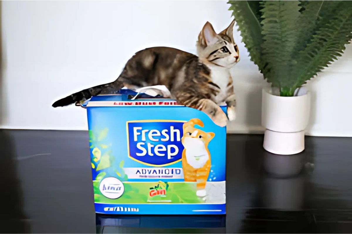 Fresh Step Cat Litter