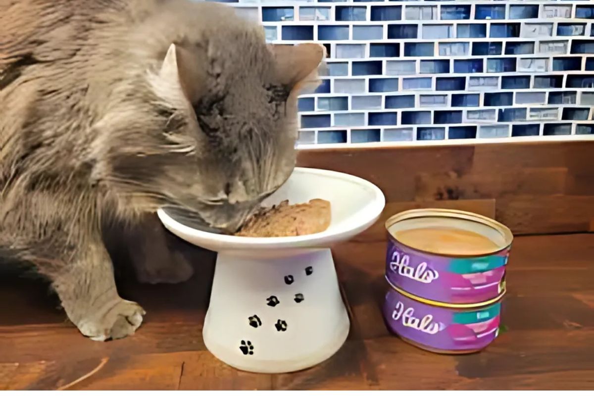 Halo Canned Cat Food