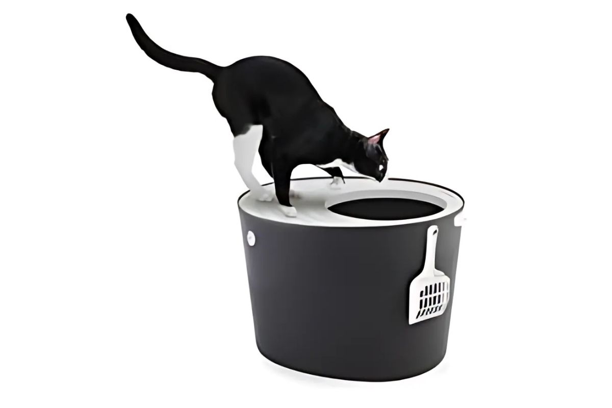 Iris Top Entry Litter Box