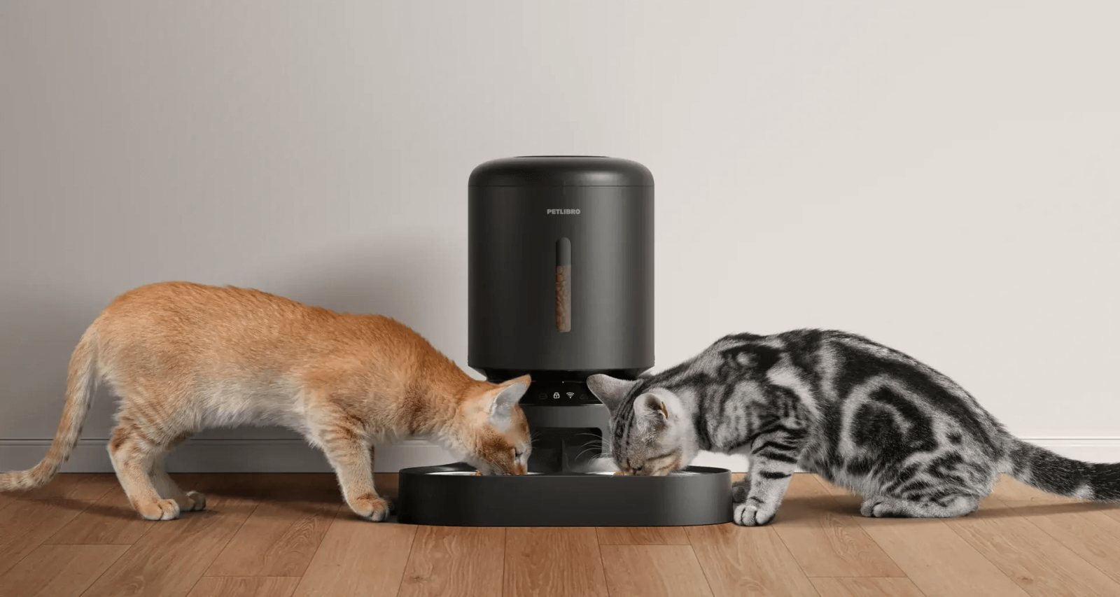 Petlibro Automatic Cat Feeder Setup