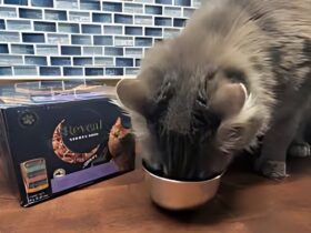 Reveal Cat Food Reviews