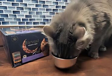 Reveal Cat Food Reviews