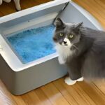 Scoop Free Cat Litter