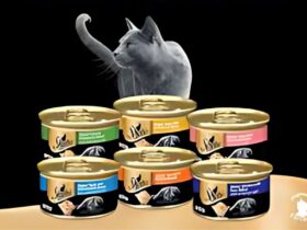 Sheba Cat Food