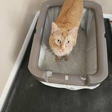 Boxie Cat Litter Reviews: Uncover the Purr-fect Choice!